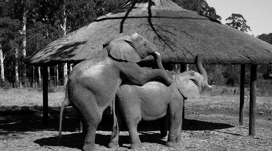 Elephant Style