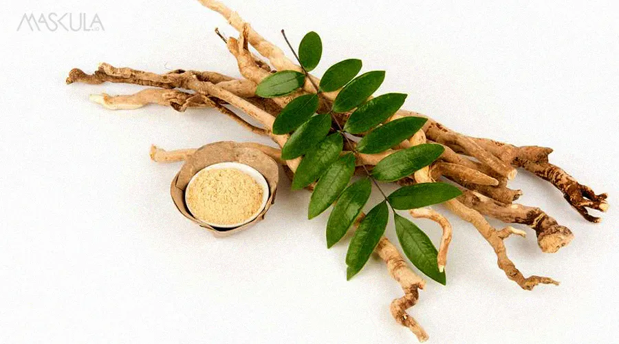 Pasak bumi (Eurycoma longifolia)