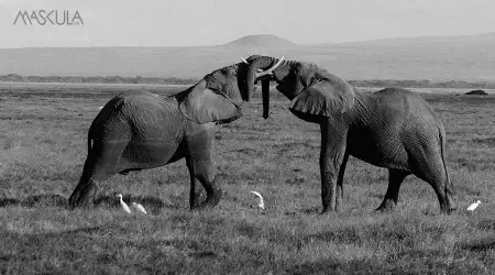 Elephant Style: Gaya Bercinta yang Katanya Powerful, Beneran Enak atau Cuma Capek?